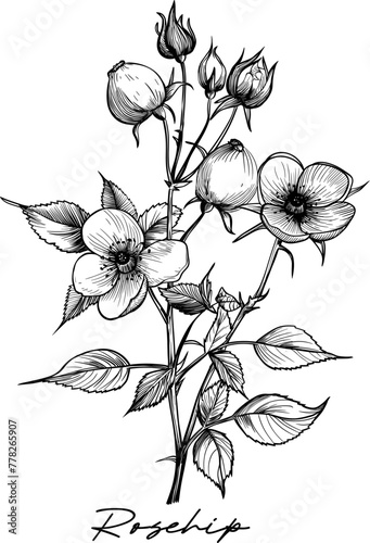 Rosehip hand drawn vector illustration on white