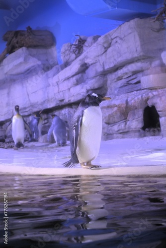 Gentoo penguin
 in Munich Hellabrunn Zoo photo