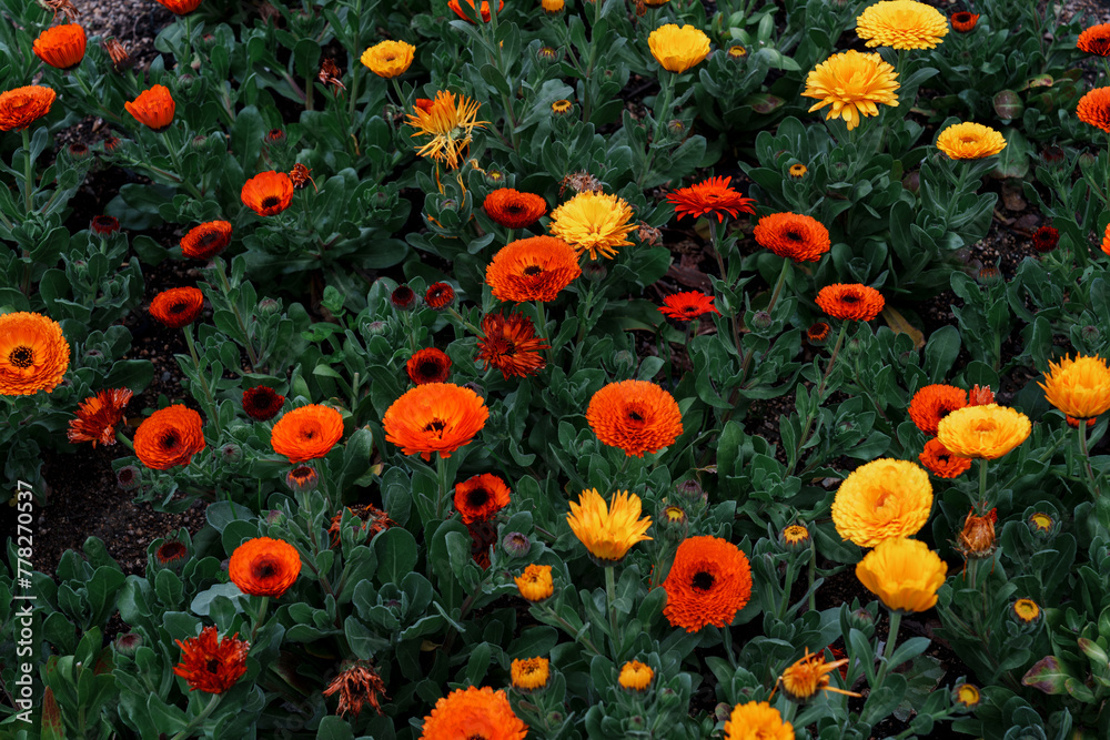 画面いっぱいのガーベラの花 画面いっぱいのガーベラの花