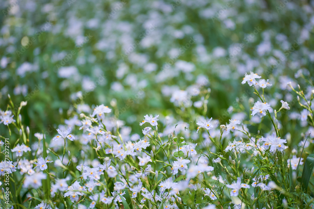 シャガの花の群生