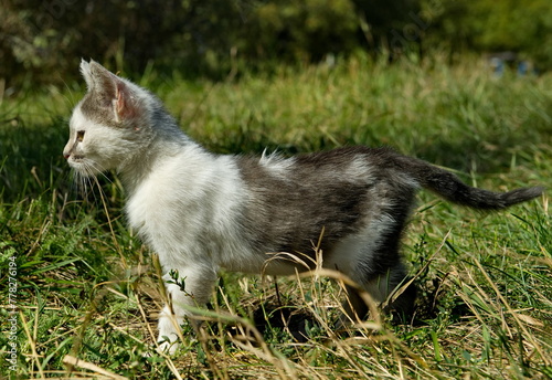 Russia. The North Caucasus. A little kitten learns hunting skills in a grassy meadow. © Александр Катаржин
