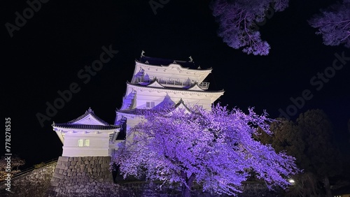 小田原城の夜桜 Cherry blossoms at night at Odawara Castle in Japan