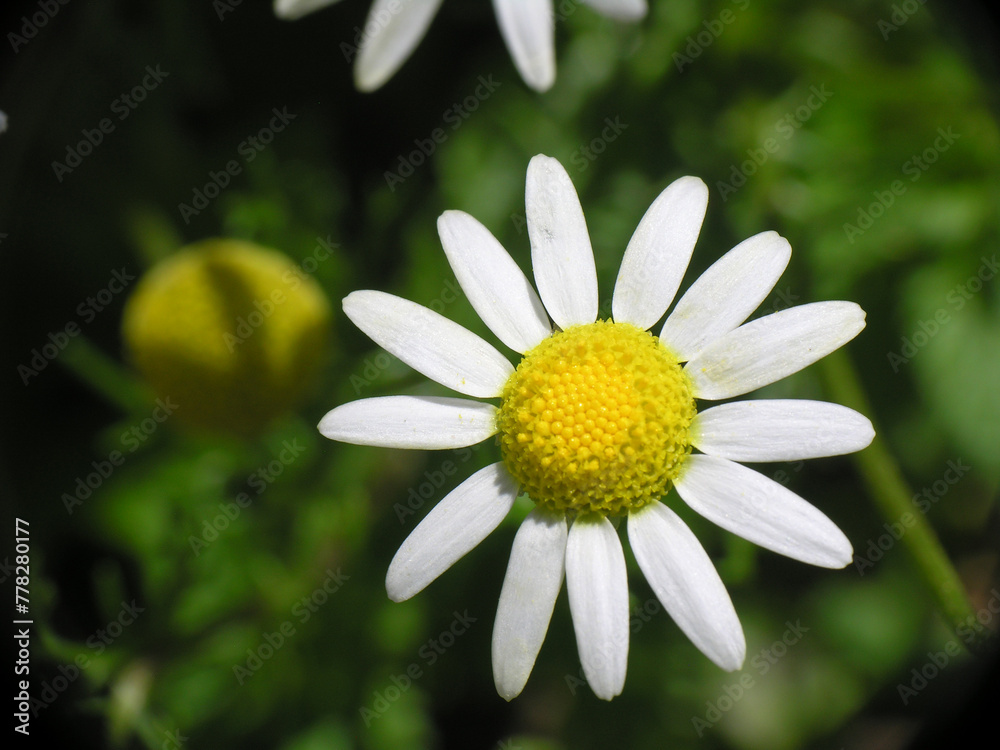 Obraz premium Margherite