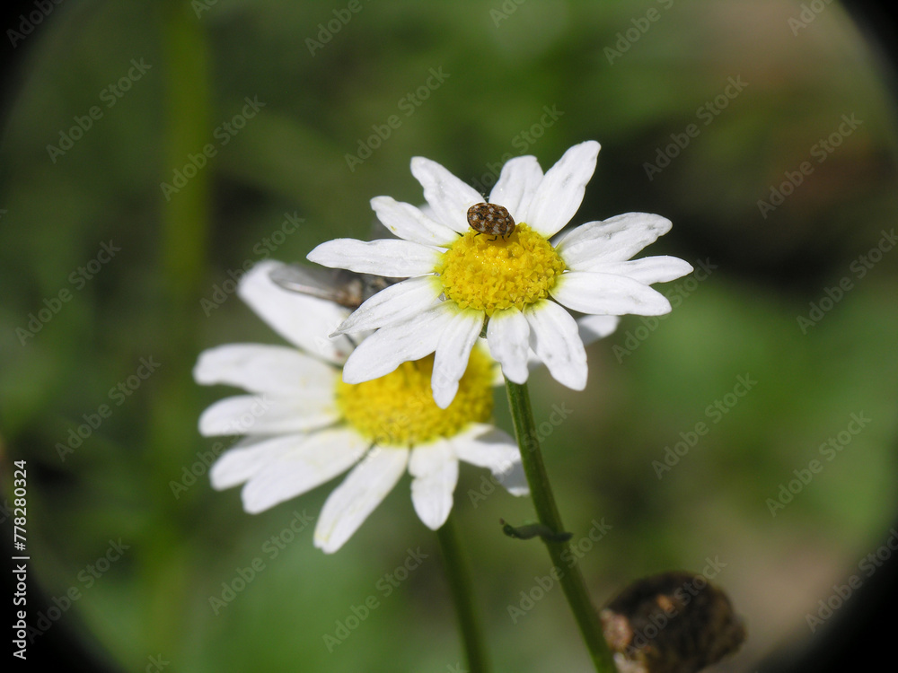 Obraz premium Margherite