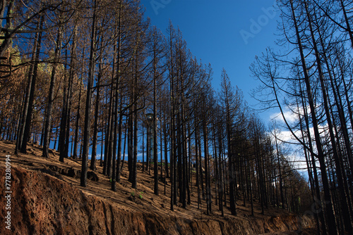 A forest with dead trees and a hill in the background. The sky is blue and the sun is shining