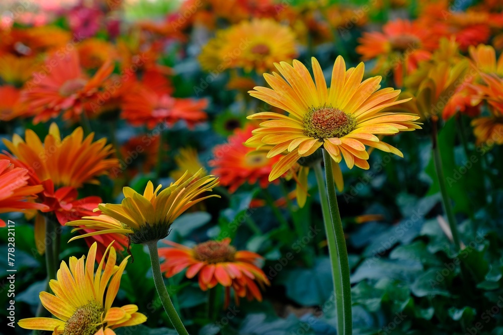 Orange gerbera in the garden. Background texture of blooming flower Arctotis of crimson and yellow Orange gerbera in the garden. Background texture of blooming flower Arctotis of crimson and yellow