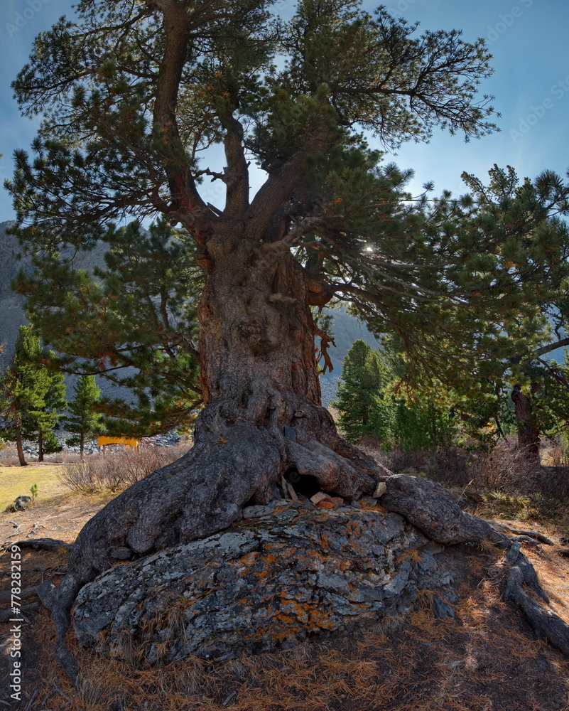 Russia, the Altai Mountains. A three-dimensional view of a fluffy cedar with a powerful root system in the valley of the Aktru River. Russia, the Altai Mountains. A three-dimensional view of a fluffy cedar with a powerful root system in the valley of the Aktru River.