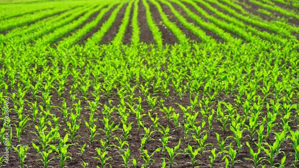 Field of growing green corn shoots. Field of growing green corn shoots.