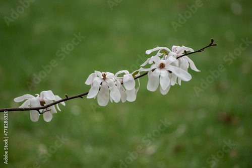 Magnolia (Magnolia liliflora) opening flower. photo