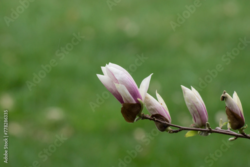 Magnolia (Magnolia liliflora) opening flower.