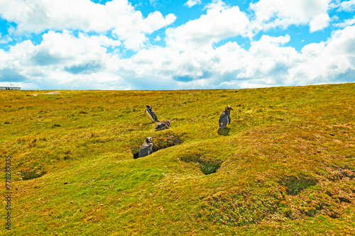 Penguins at the Voulnteer Point, Falkland Islands. The Falklands are one of the best places in the world to view penguins in their natural environment photo