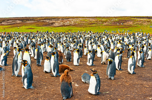 The Falklands are one of the best places in the world to view penguins in their natural environment photo