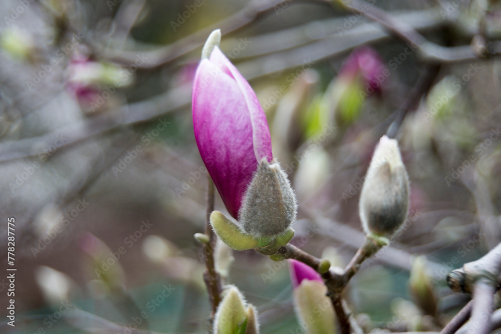 Obraz premium pink flowers