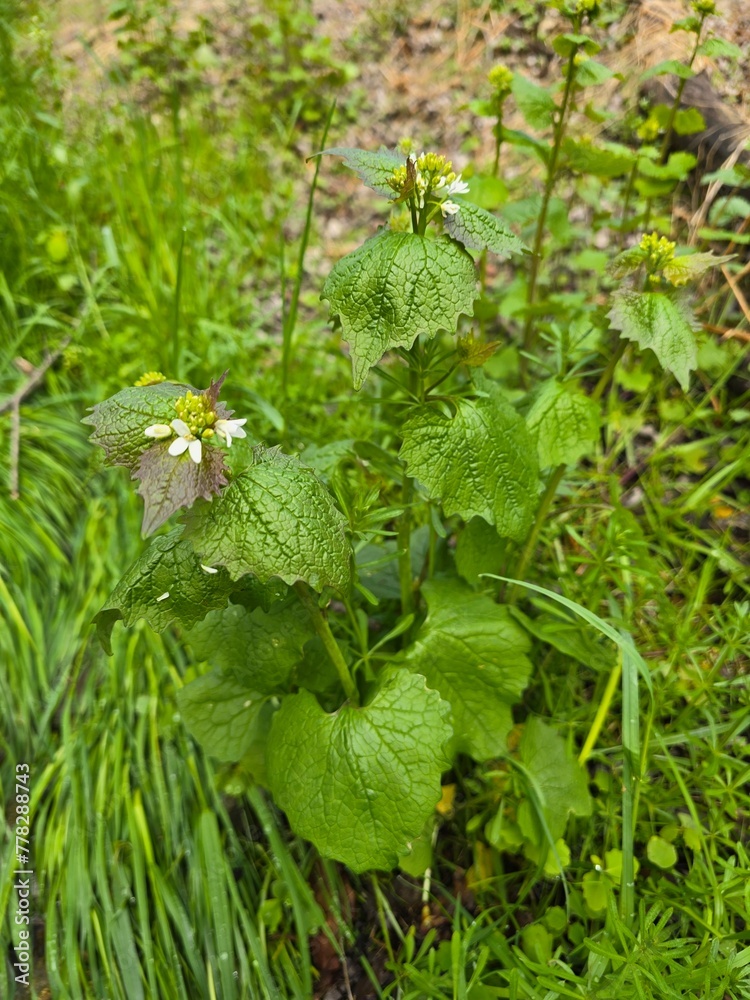 Nature's Detail: Close-Up of Garlic Mustard (Alliaria petiolata) Plant Nature's Detail: Close-Up of Garlic Mustard (Alliaria petiolata) Plant