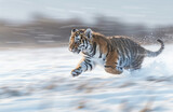 A tiger cub running in the snow