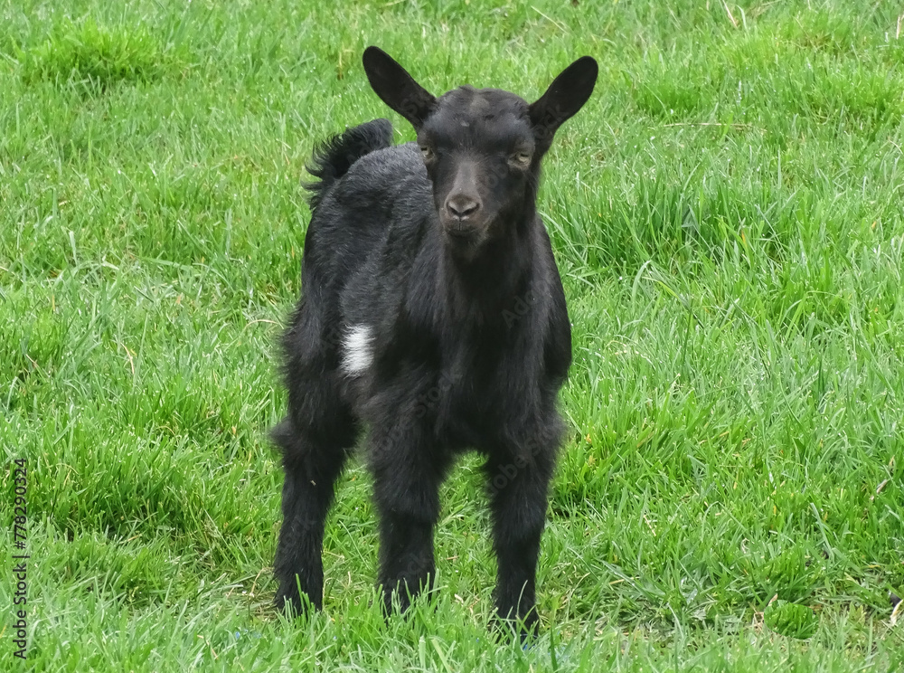 Black yeanling in the grass in Romania Black yeanling in the grass in Romania