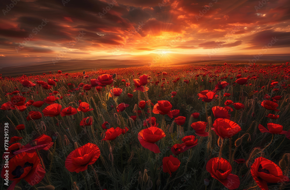 A field of vibrant red poppies under the glow of an enchanting sunset, creating a picturesque scene that captures nature's beauty in all its glory