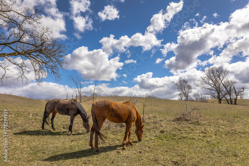 Two horses from the side grazing in a pasture with blue sky and white puffy clouds. © Margaret Burlingham