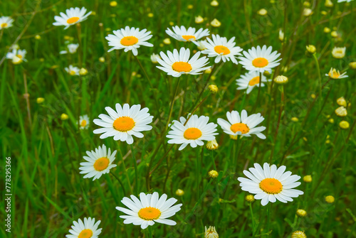 closeup heap of white chamomile flowers in green grass photo