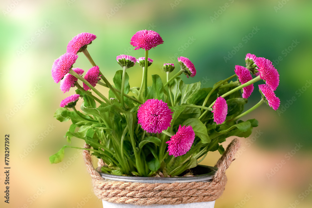Beautiful seasonal flowers, small perennial daisies in a pot on a table on a natural background.