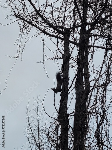  squirrel on a tree