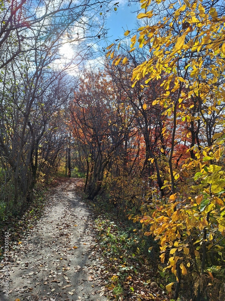 Walking path through the forest on an autumn day Walking path through the forest on an autumn day