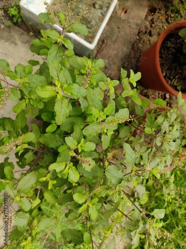 Basil plant in the garden