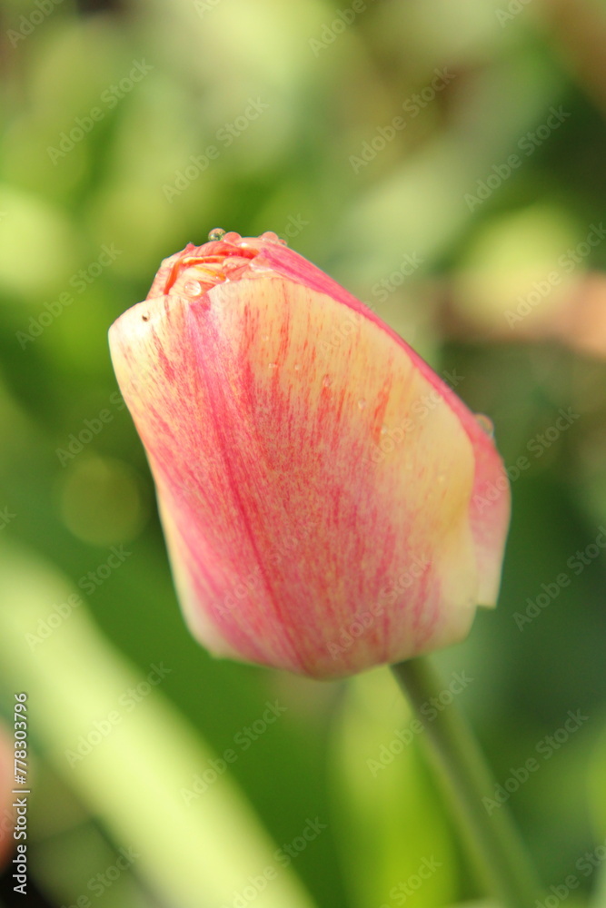 A pink flower with green leaves A pink flower with green leaves