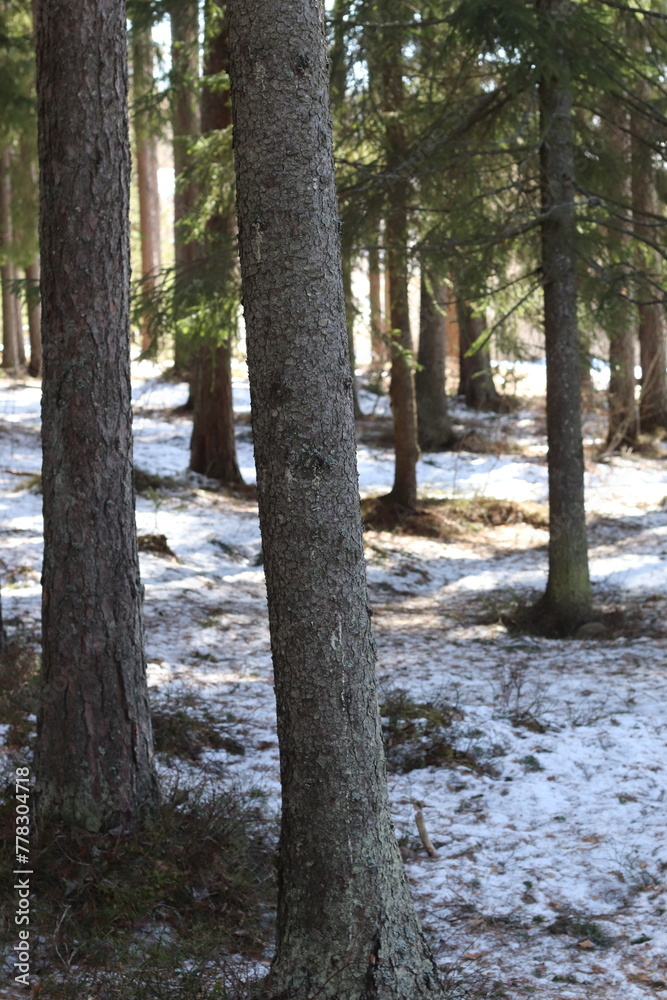 Obraz premium Pine forest in Scandinavia on a sunny winter day. Snow and pine trees.
