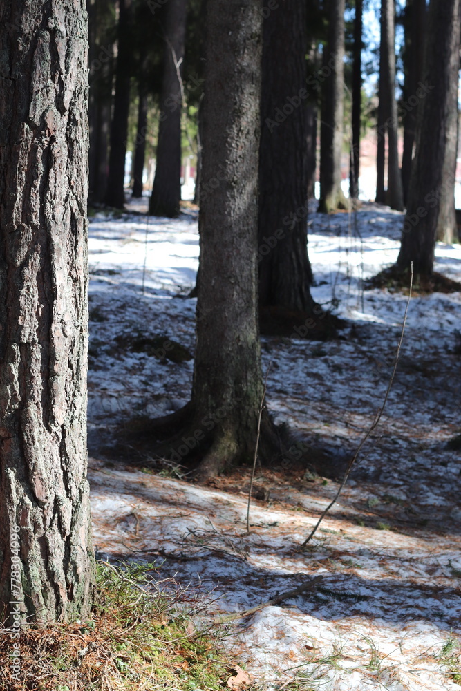 Pine forest in Scandinavia on a sunny winter day. Snow and pine trees.