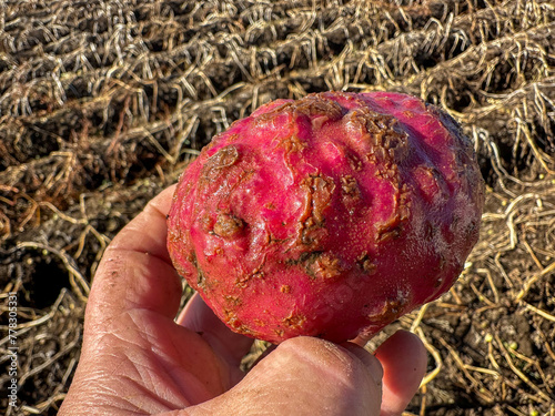 Root Knot nematode lumpy damage on a red skinned potato