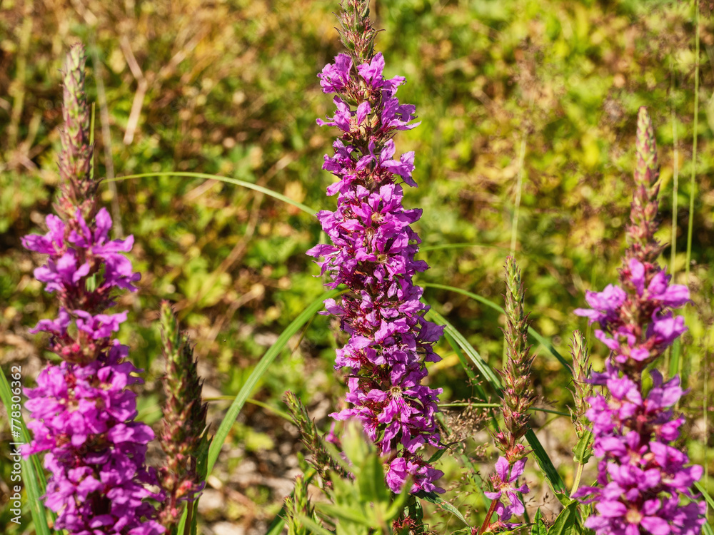 Obraz premium The Southern Urals, flowering purple loosestr (Lythrum salicaria) on the riverbank.