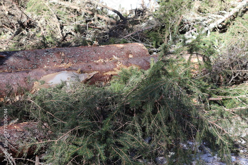 Wallpaper Mural Sawn wood lies in the forest. Pine that was just sawn. Torontodigital.ca