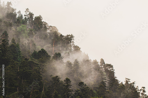 foret de montagne dans la brume  photo