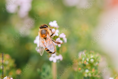 Abeille butinant une fleure 