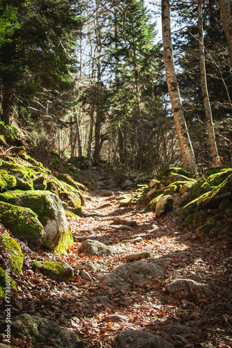 chemin de forêt de montagne avec arbres et rochers