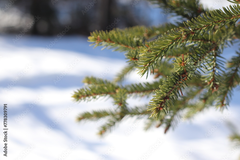 Spruce twig on a sunny winter day. Christmas ornament. Spruce twig on a sunny winter day. Christmas ornament.