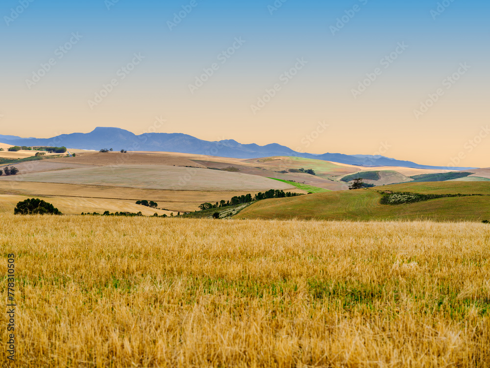 Overberg's rolling hills in golden colour during sunset, Western Cape, South Africa