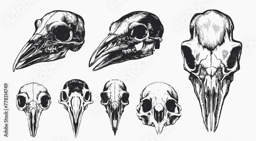 Set of crow skull heads vintage style, Generative Ai