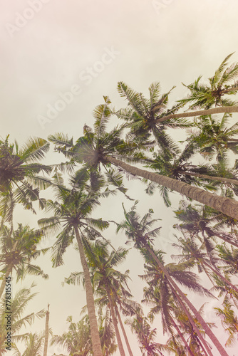 Palm trees view from below under clear  sky, travel mood aesthetic nature background, Coconut tree silhouette at tropical coast with Vintage color colorful, summer calm scenery, wide angle view