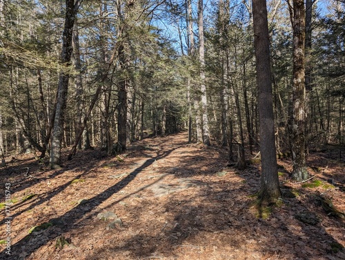 a trail passing through a forest with leaves covering the ground and rocks strewn about