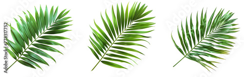 green leaf of palm tree photo