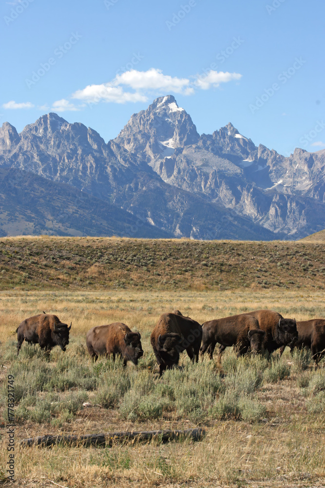 Bison grazing with Grand Tetons in the background, Grand Teton National Park Wyoming USA
Bison grazing with Grand Tetons in the background, Grand Teton National Park Wyoming USA
