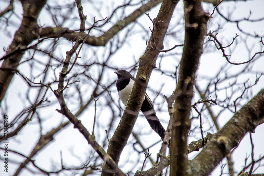 Magpie (Pica pica) - Europe, Asia & parts of North Africa & North America