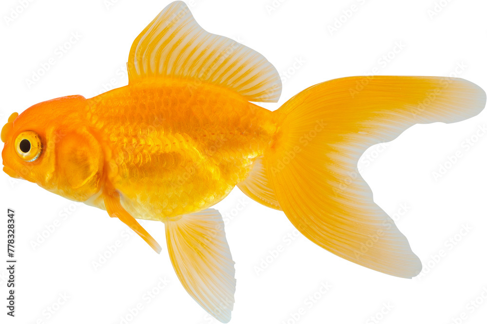 Oranda goldfish isolated on white background close up - obrazy, fototapety, plakaty 