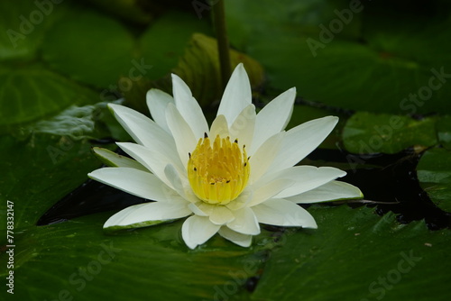 Nymphaea lotus, the white Egyptian lotus, tiger lotus, white lotus or Egyptian white water-lily, is a flowering plant of the family Nymphaeaceae.