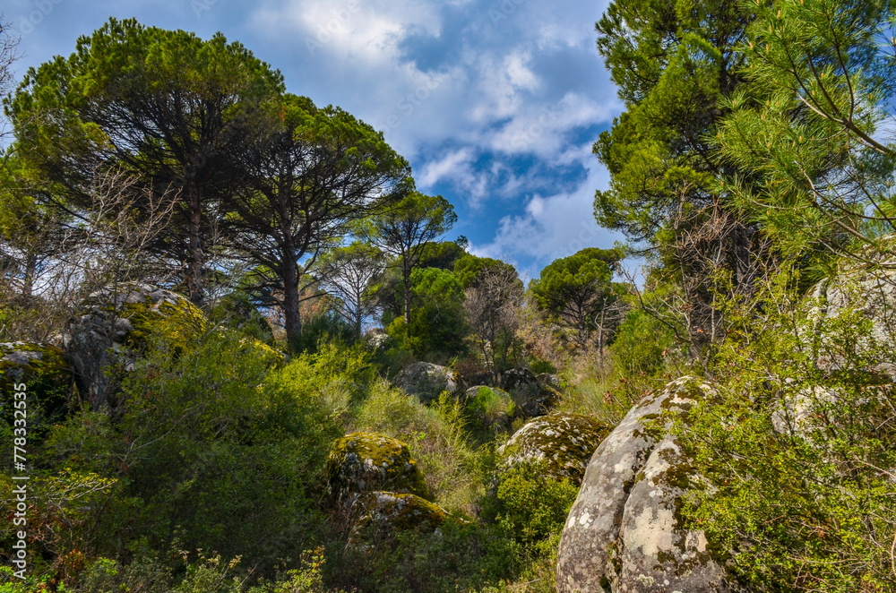 pines and granite boulders in Ida Madra Geopark on Kozak plateau (Hisarkoy, Izmir region, Turkey) 