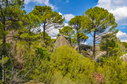 pines and granite boulders in Ida Madra Geopark on Kozak plateau (Hisarkoy, Izmir region, Turkey)  photo