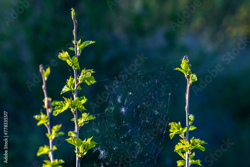 Nature's Tapestry. Sunlit Spiderwebs Among Verdant Greenery.