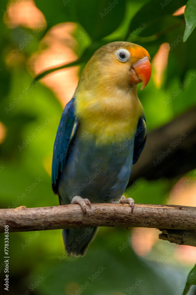 A lovebird (Agapornis) is a type of parrot. There are nine species. They are a social and affectionate small parrot.